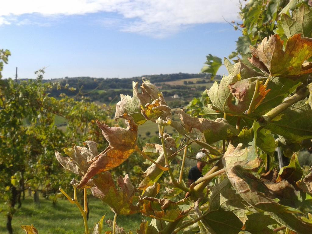 Bed And Breakfast Aratro & Rosmarino Civitanova Marche Kültér fotó